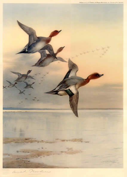 Archibald Thorburn Wigeon Over the Estuary